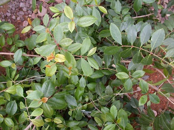 Zweige und Blätter des Khatstrauchs (Catha edulis).