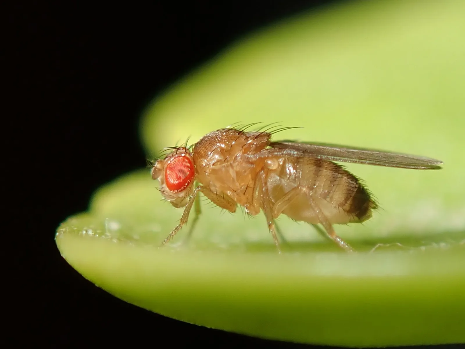 Makrofoto: eine Taufliege mit roten Augen und durchsichtigen Flügeln sitzt auf einem grünen Blatt vor dunklem Hintergrund