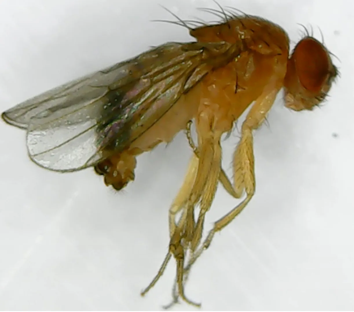 Lichtmikroskopische Aufnahme: Taufliege von der Seite mit Borsten, Beinen und schillernden Flügeln